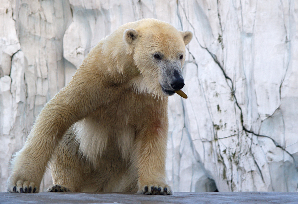 Eisbär "Vitus"