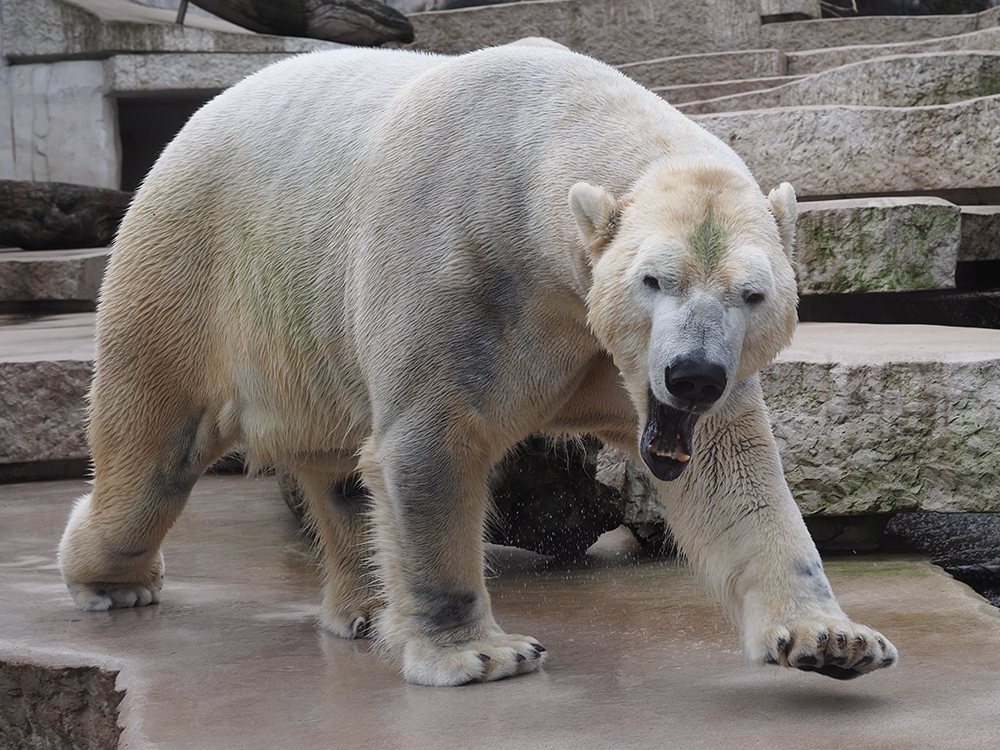 Eisbär, Vitus...