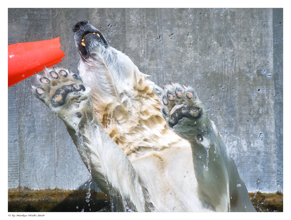 Eisbär von Unten