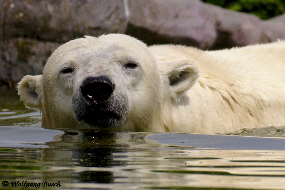 Eisbär voraus !!!