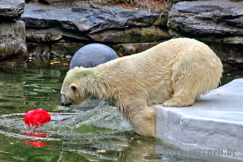 Eisbär-Wasserspiele