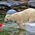 Eisbär-Wasserspiele