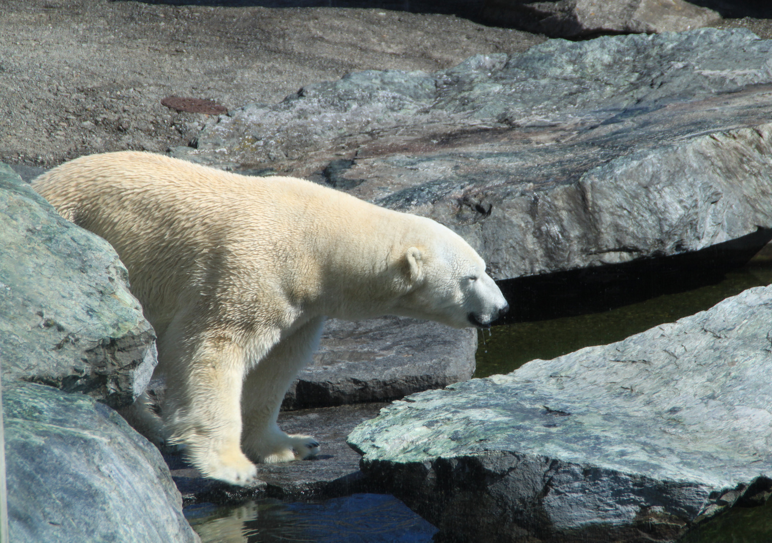 Eisbär Wilhelma 20.3.2011