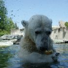 Eisbär wird Vegetarier