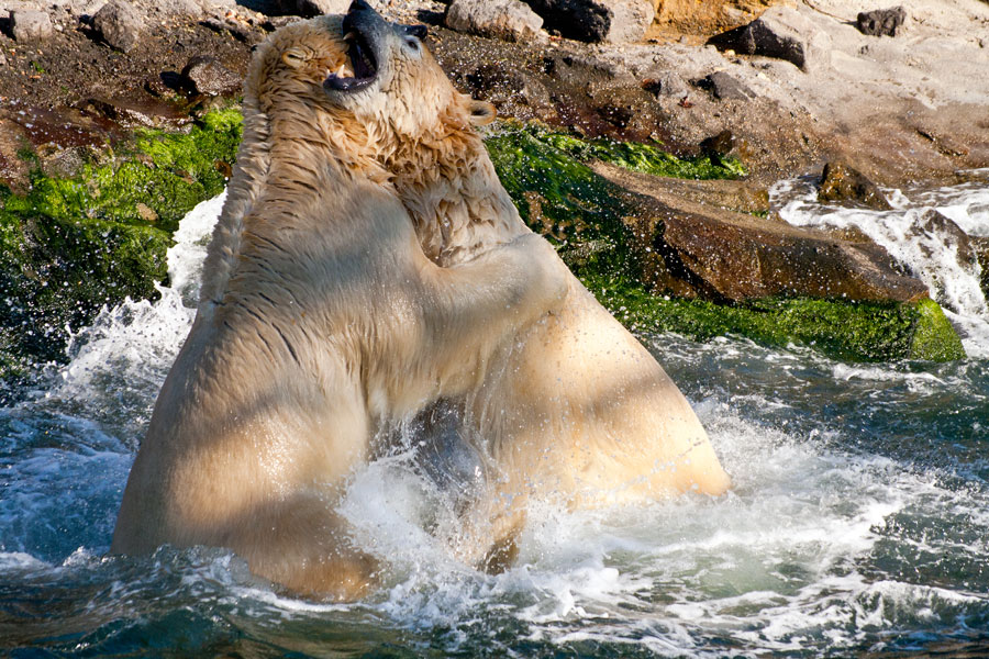 Eisbär-Wrestling