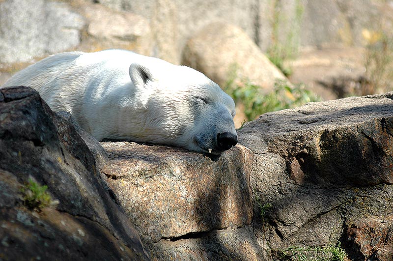 Eisbär zeigt Reißzahn