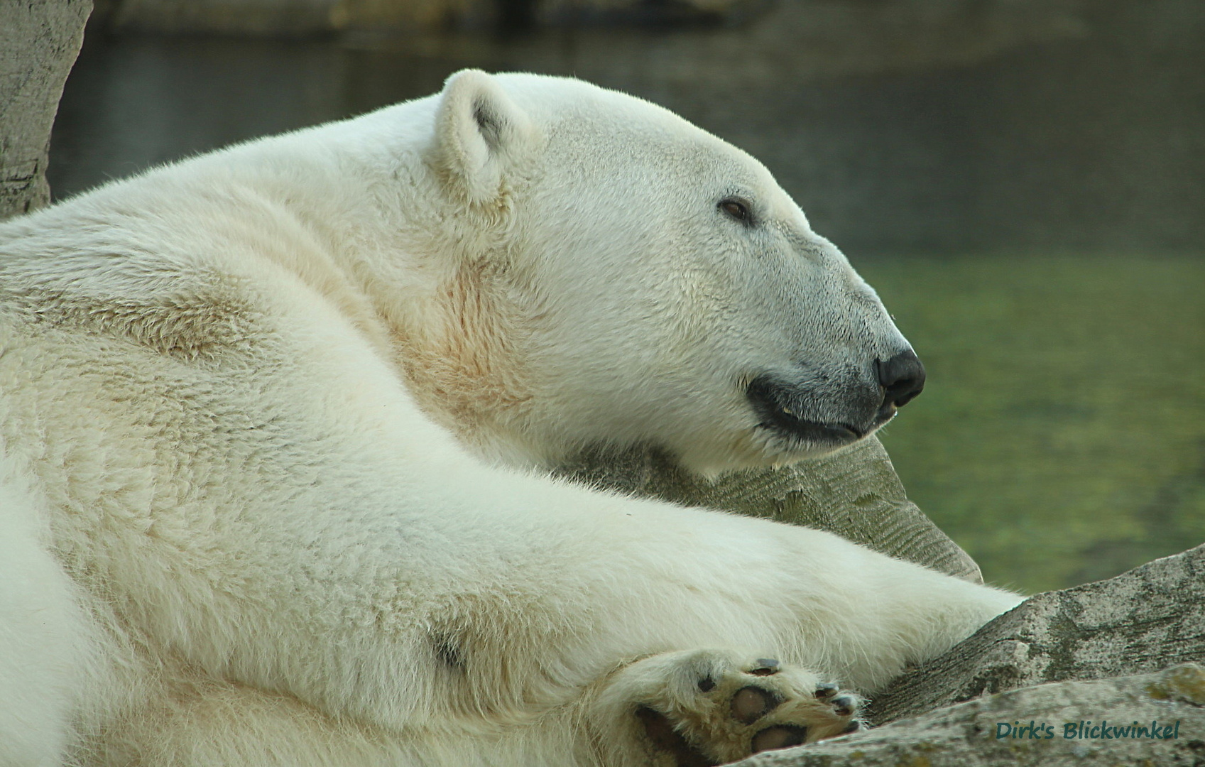 Eisbär - Zoo am Meer