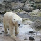 Eisbär Zoo Bremerhaven