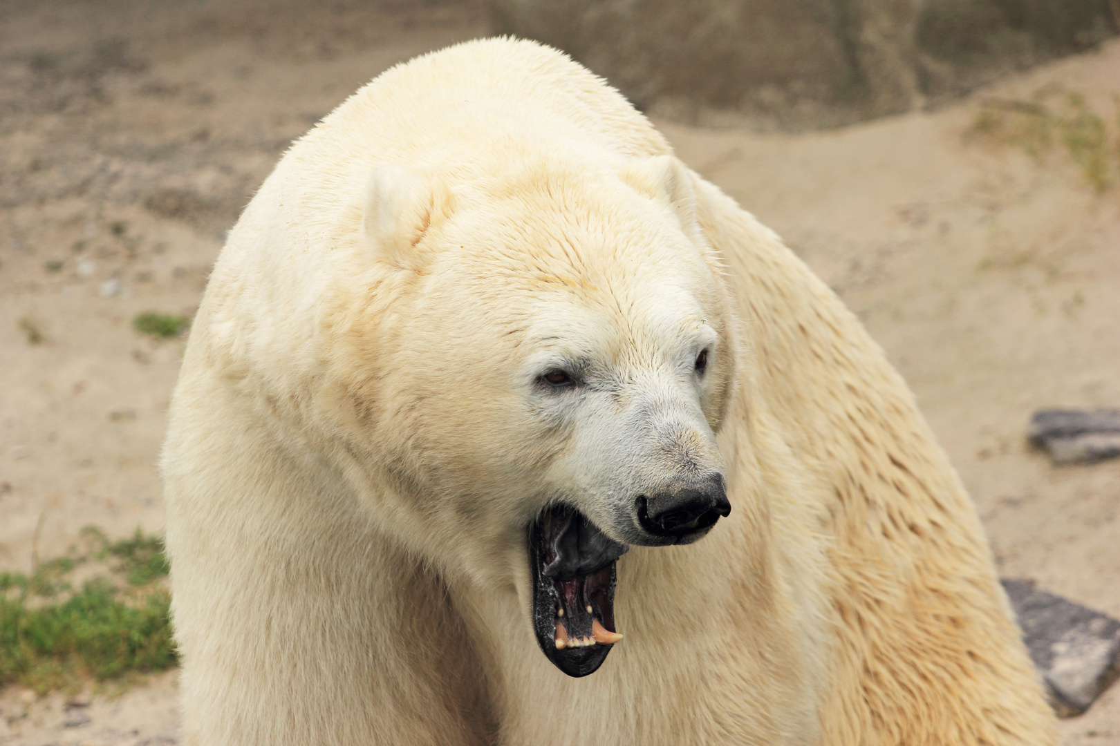 Eisbär, Zoo - Hannover