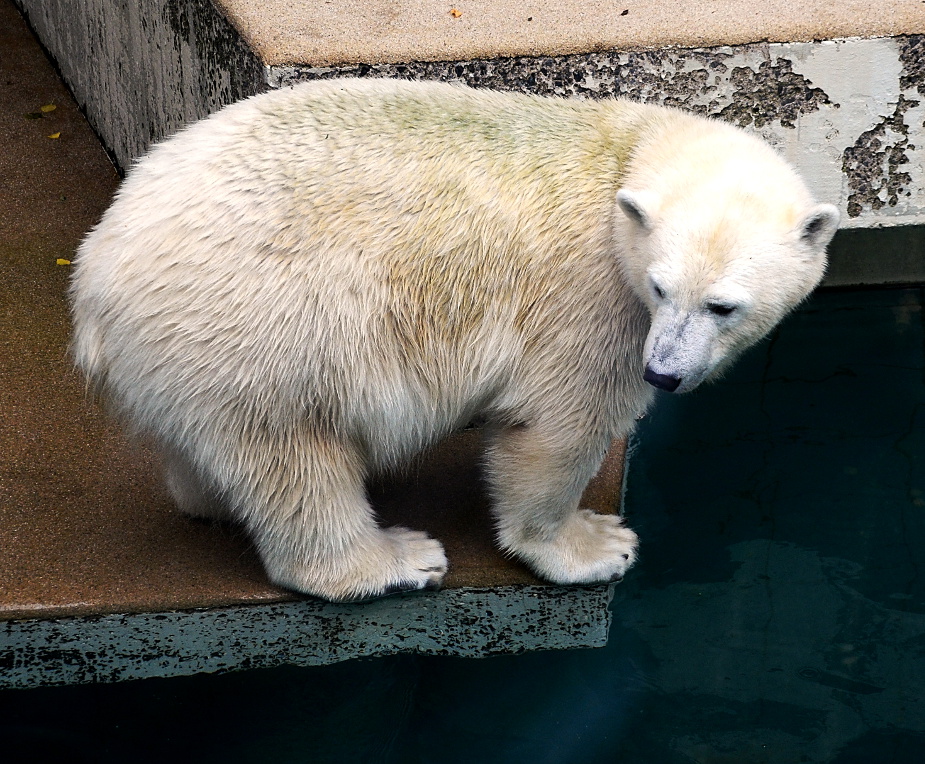 Eisbär, Zoo Wuppertal