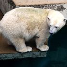 Eisbär, Zoo Wuppertal