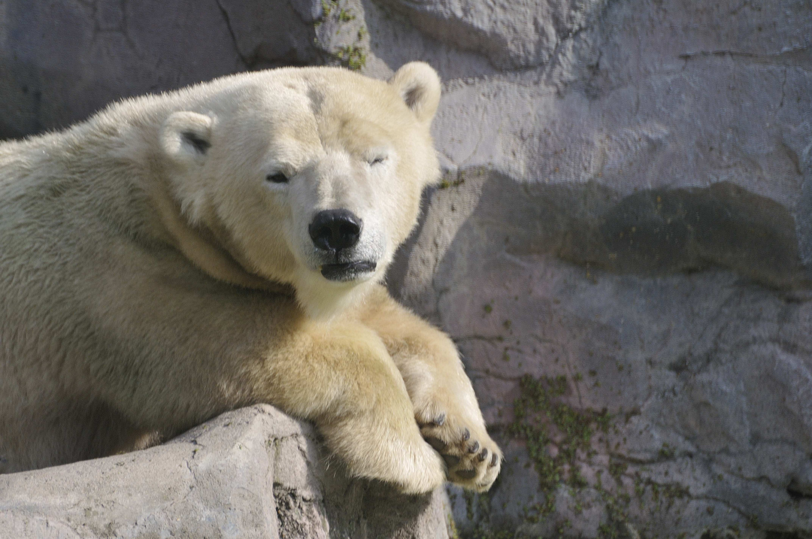 Eisbär Zoom