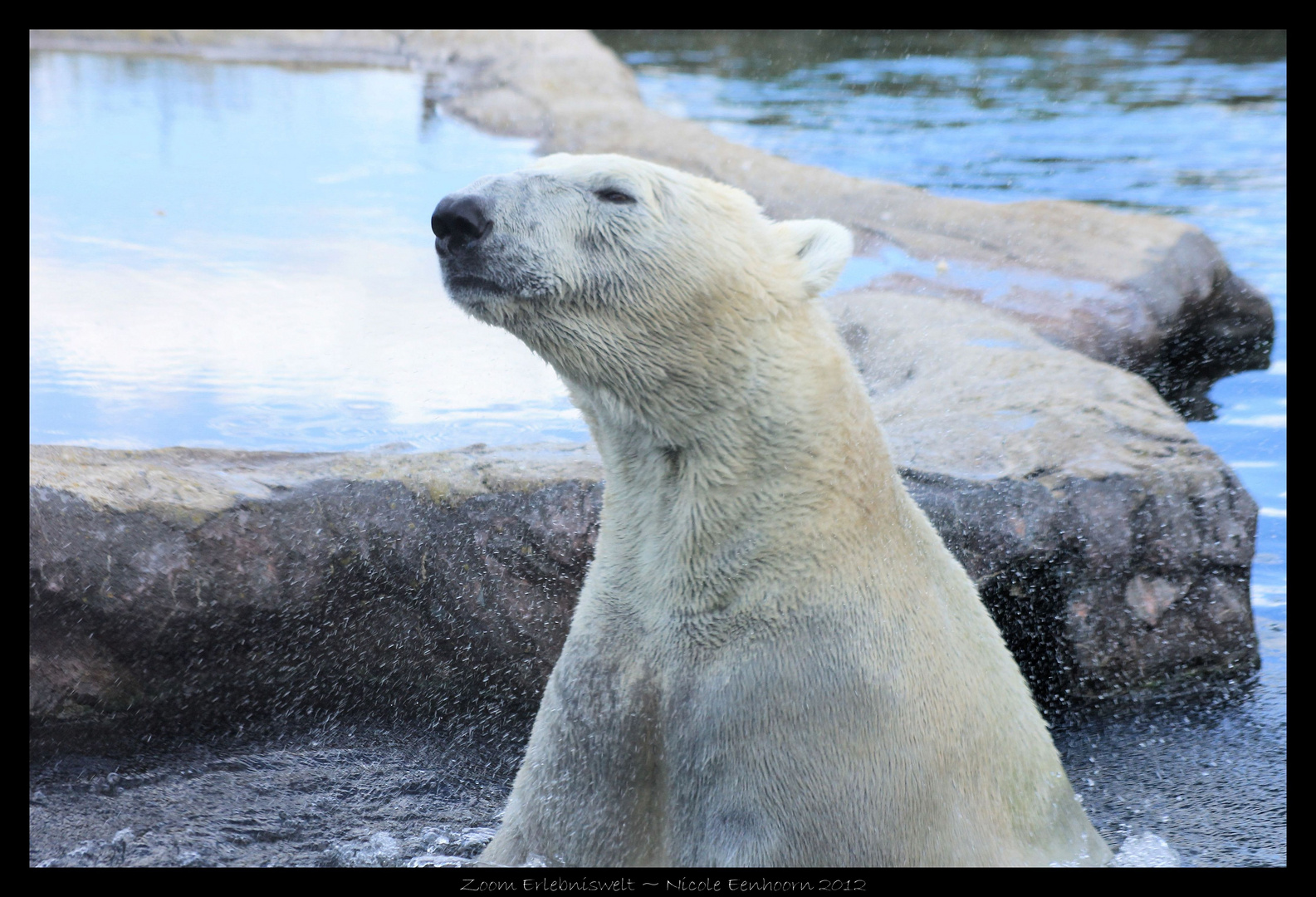 Eisbär, Zoom Erlebniswelt Gelsenkirchen