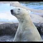 Eisbär, Zoom Erlebniswelt Gelsenkirchen