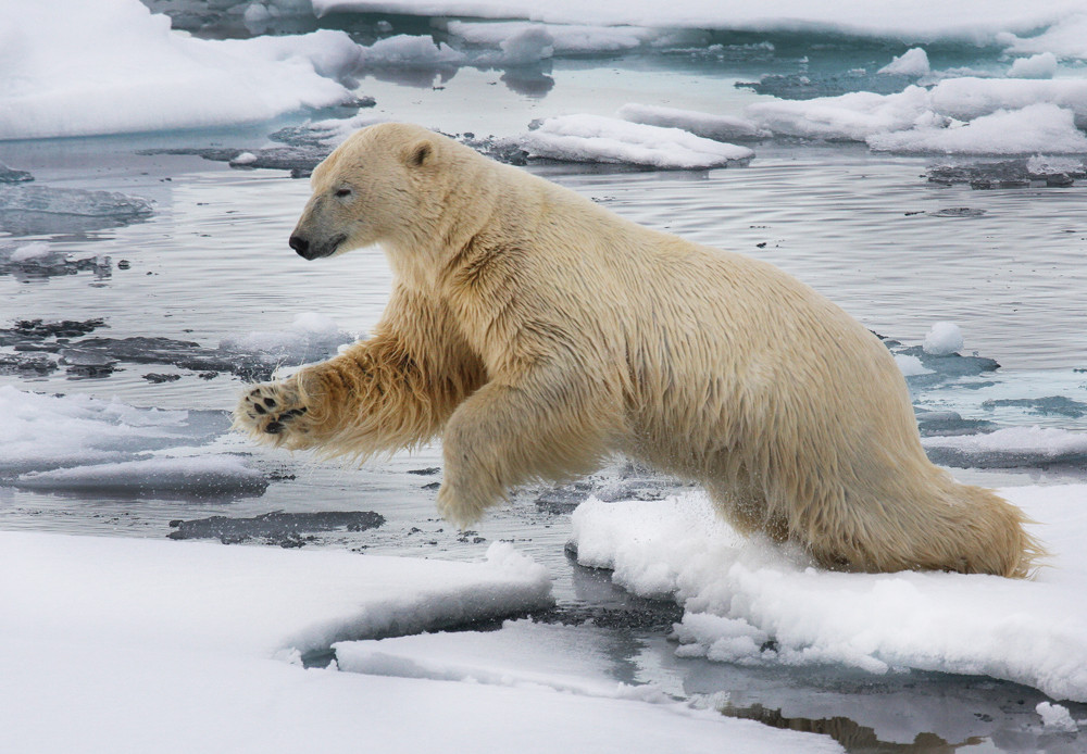 Eisbär3