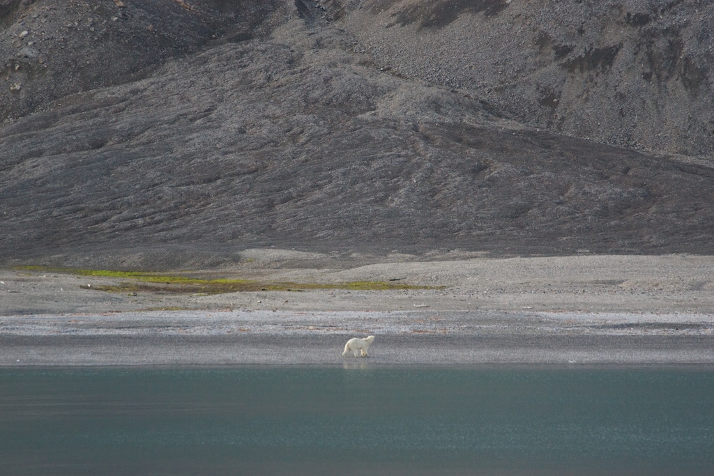 Eisbäralarm