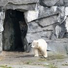 Eisbärbaby