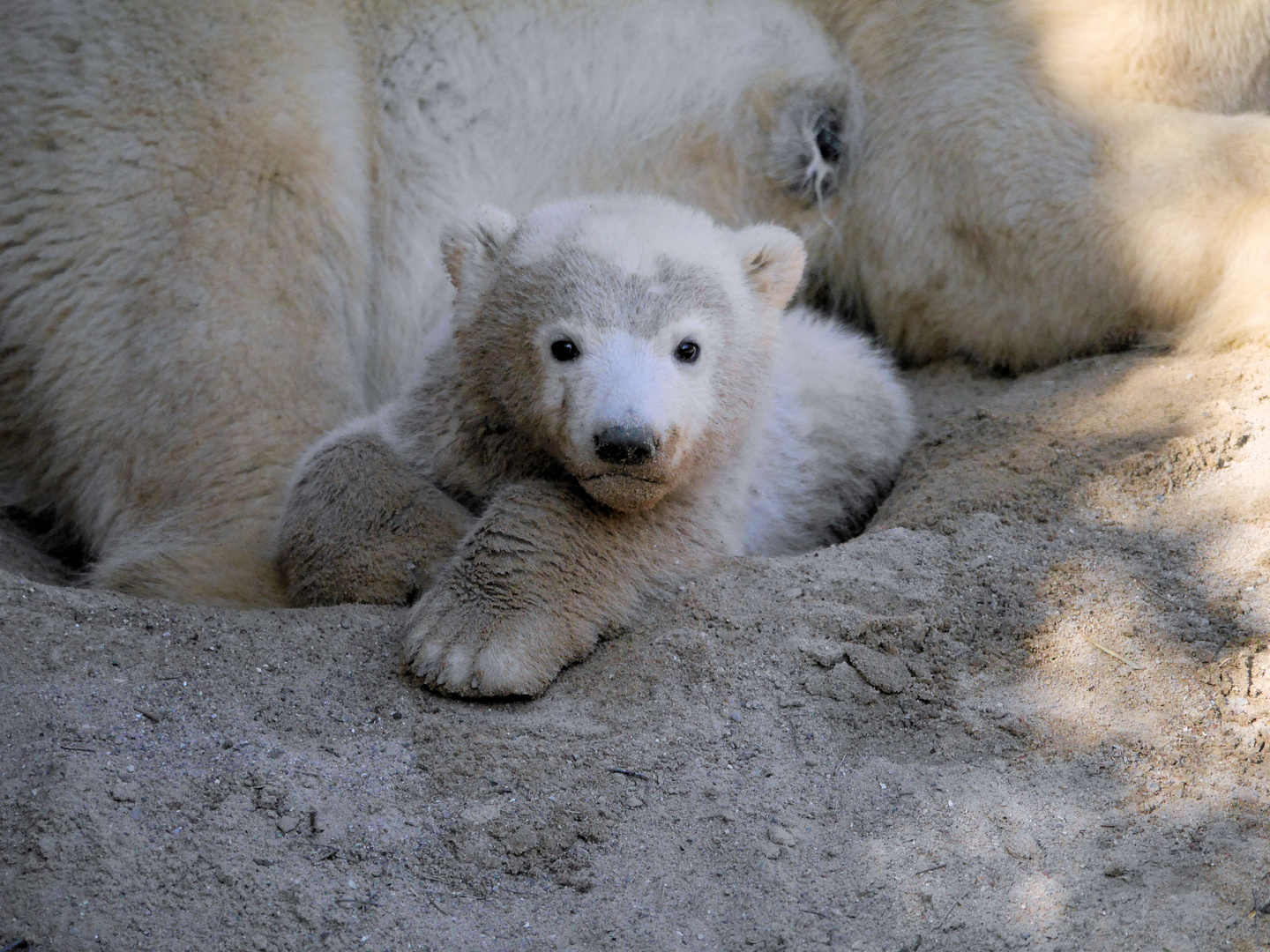 Eisbärbaby Fiete