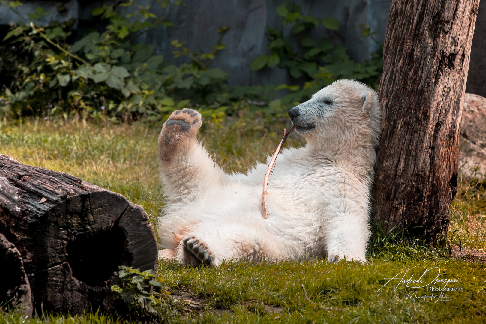 Eisbärbaby "Nanook" chillt