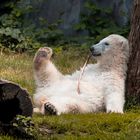 Eisbärbaby "Nanook" chillt