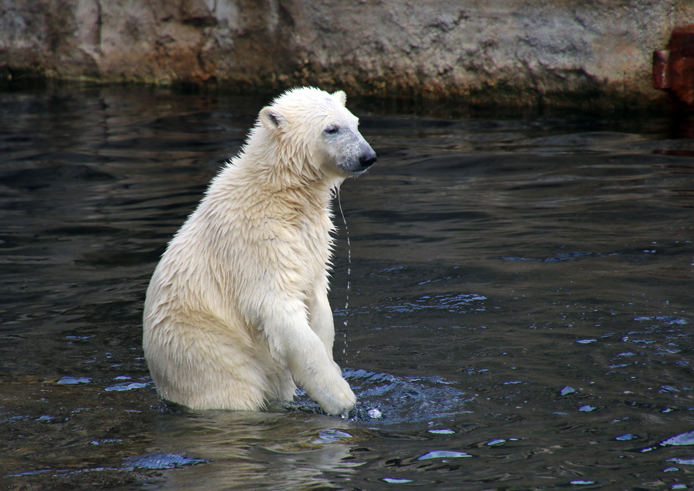 Eisbärchen