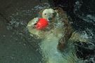 Eisbärdame aus dem Central Park Zoo von Stefanie Gründel 