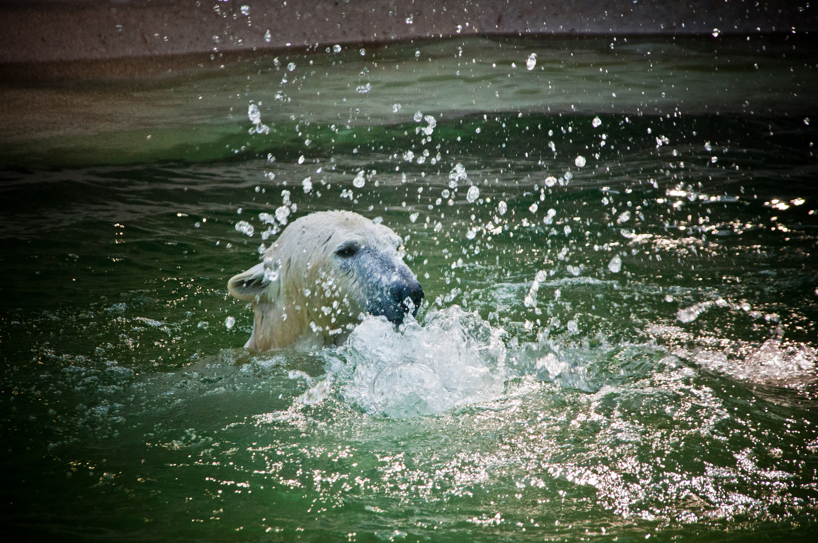 Eisbärdame Giovanna