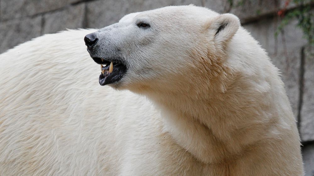 Bilder Eisbären Berlin: Ein Blick in die Faszinierende Welt der Eisbären
