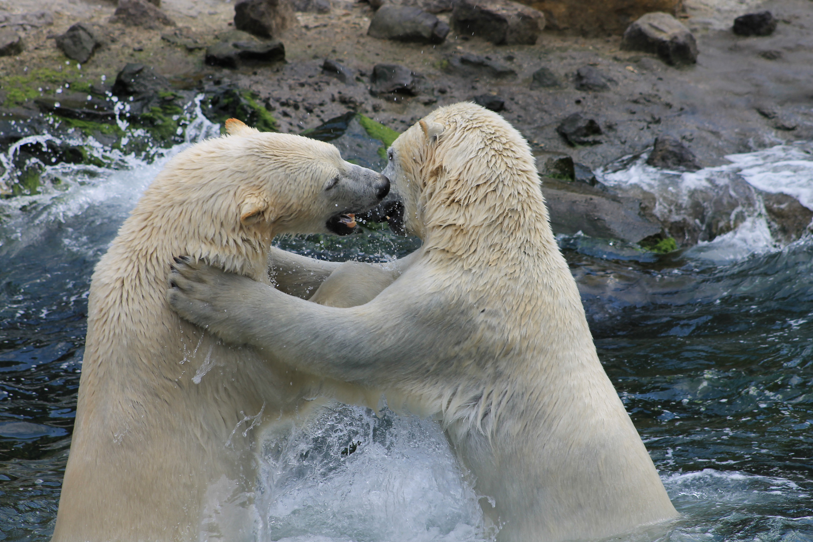 Eisbären 2