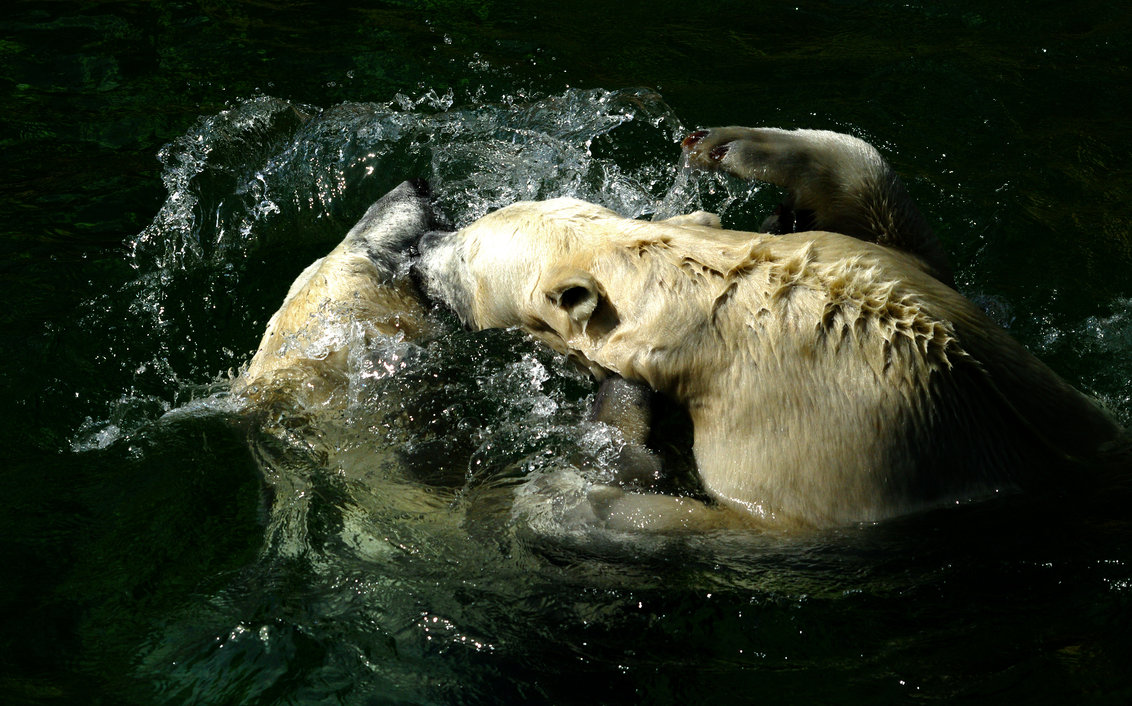 Eisbären