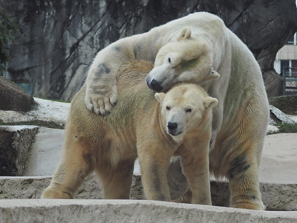 Eisbären