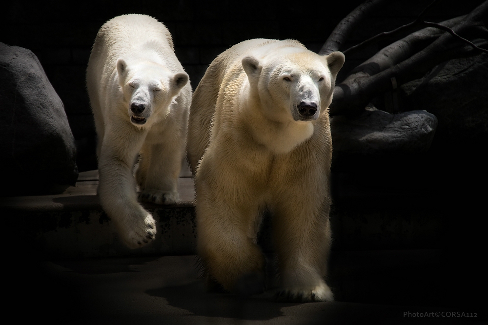 ~ EISBÄREN ~