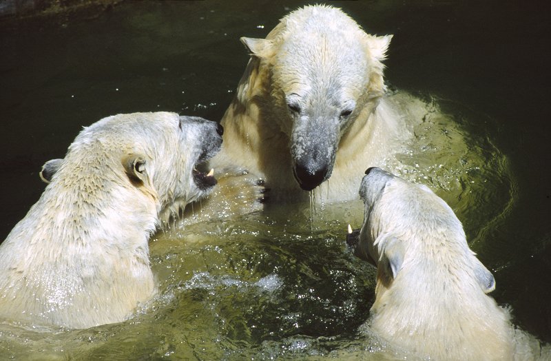 Eisbären