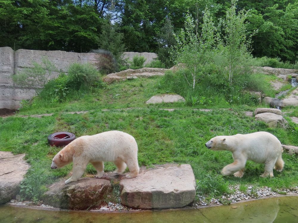 Eisbären