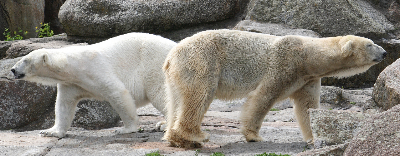 Eisbären