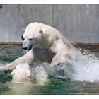 Eisbären-Action