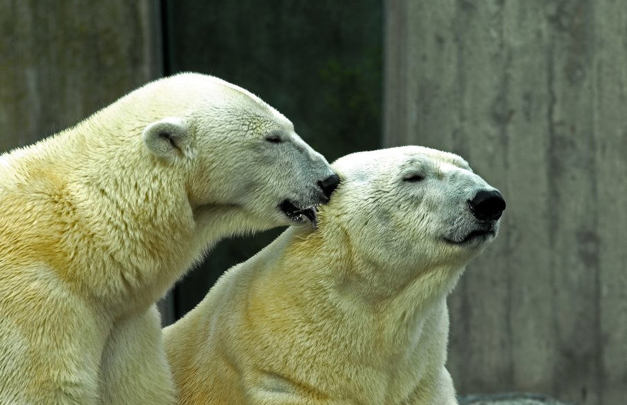 Eisbären