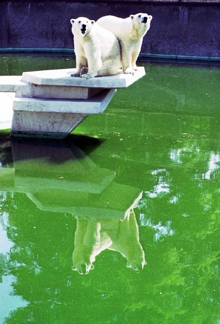 Eisbären auf dem Sprungturm