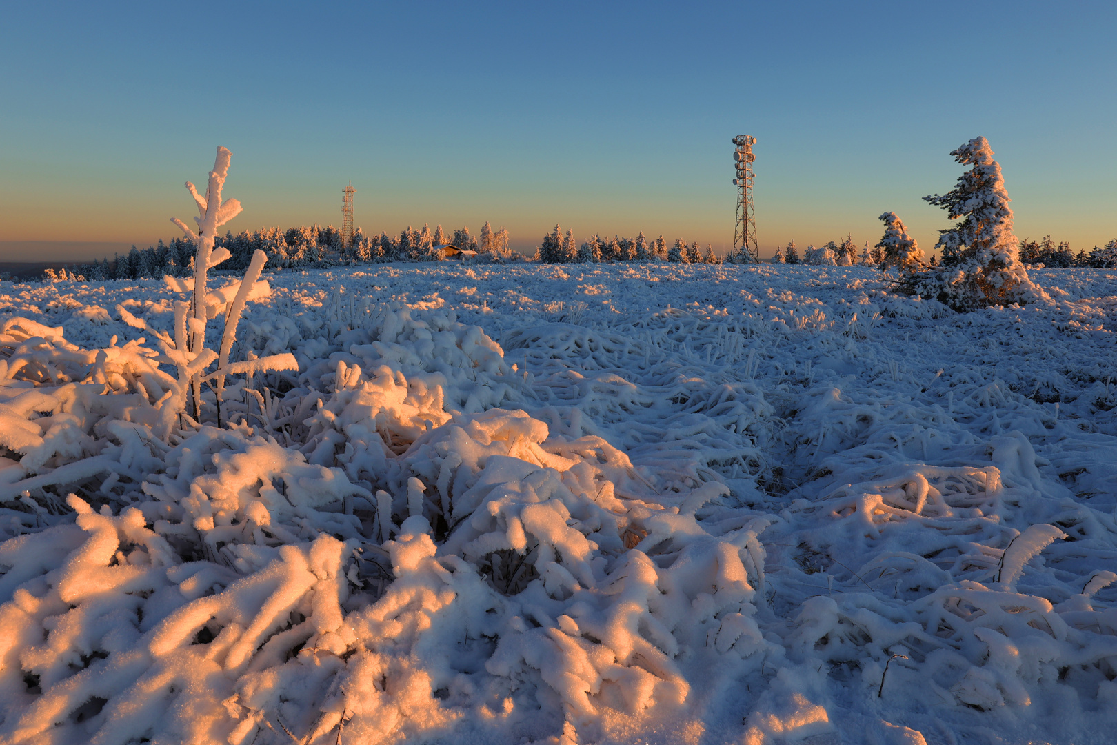 Eisbären auf der Hornisgrinde? 