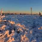 Eisbären auf der Hornisgrinde? 