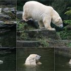 Eisbären- Baden