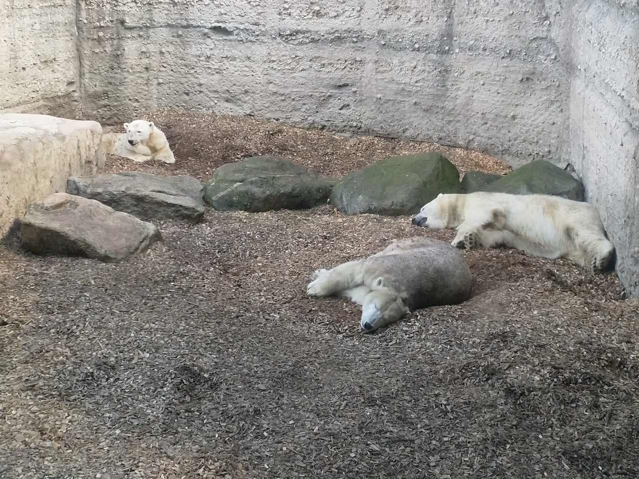 Eisbären bei 30 Grad