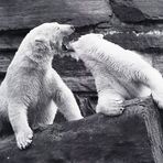 Eisbären beim Kräftemessen