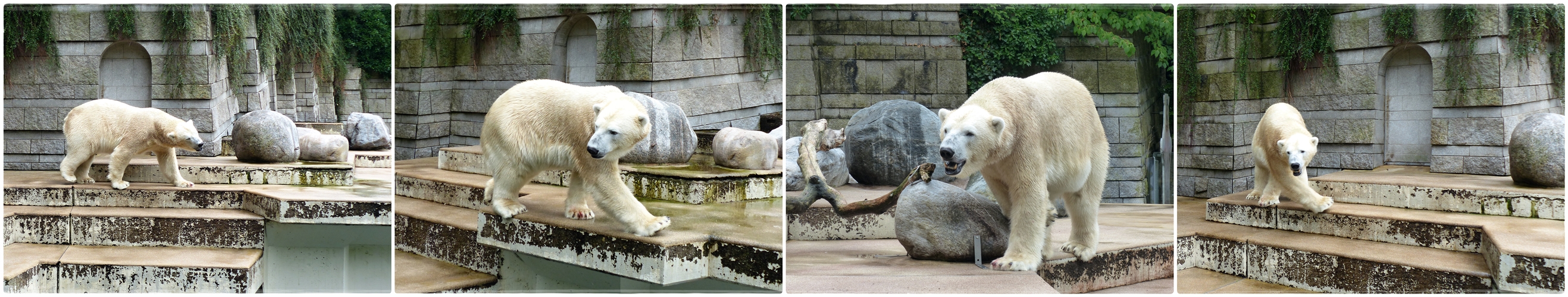 ** Eisbären **