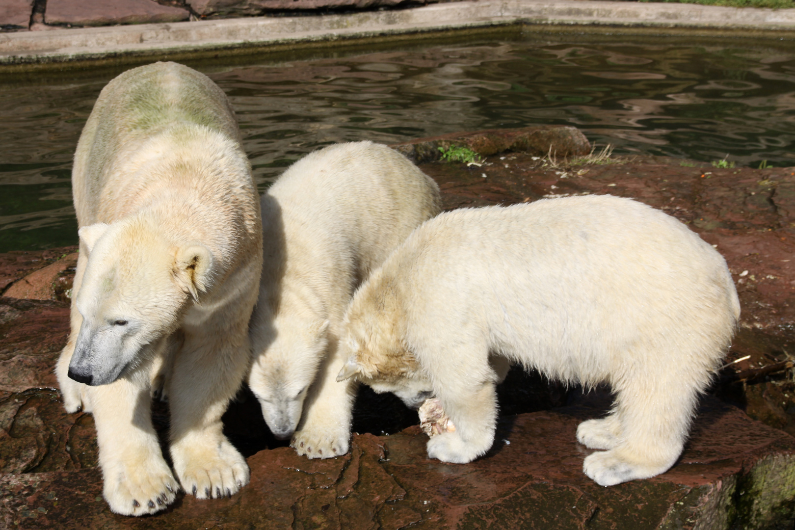 Eisbären Familie Nürnberger Tiergarten