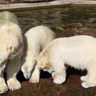 Eisbären Familie Nürnberger Tiergarten