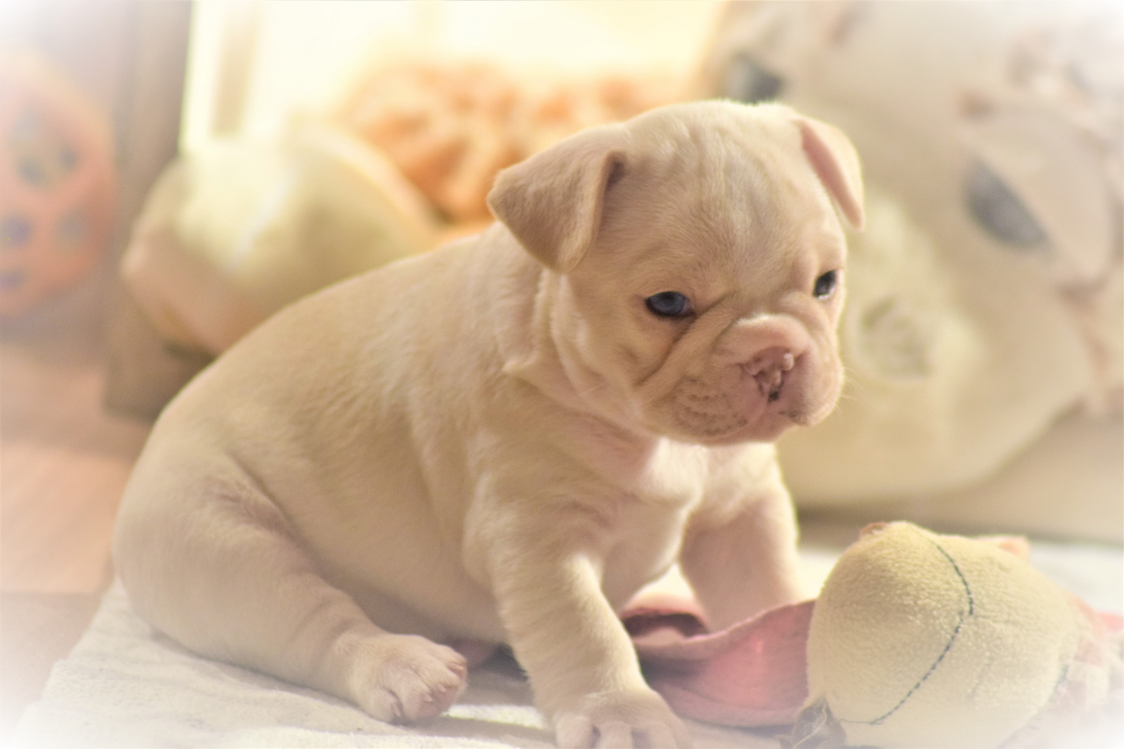 Eisbären haben blaue Augen ! Foto & Bild hunde, hund, natur Bilder