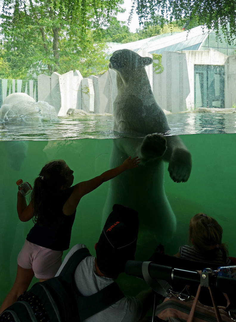 Eisbären haben kleine Mädchen zum Fressen gern