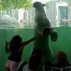 Eisbären haben kleine Mädchen zum Fressen gern