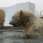 Eisbären im Eis